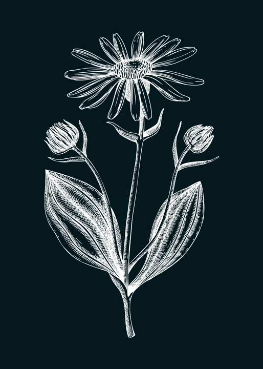 Arnica sketch. Apothecary plant drawing. Herbal remedies, medicinal plant, natural medicine hand-drawn vector illustration. NOT AI genereted